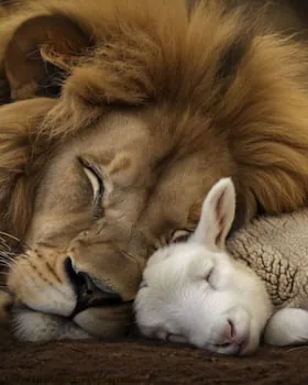 Lion and Lamb sleeping together in peace
